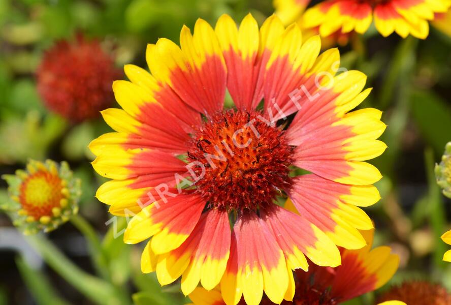 Kokarda osinatá 'Sunburst Yellow with Red' - Gaillardia aristata 'Sunburst Yellow with Red'