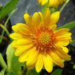 Kokarda osinatá 'Sunburst Orange' - Gaillardia aristata 'Sunburst Orange'