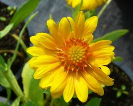 Kokarda osinatá 'Sunburst Orange'