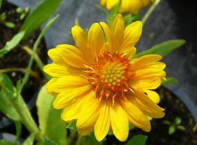 Kokarda osinatá 'Sunburst Orange' - Gaillardia aristata 'Sunburst Orange'