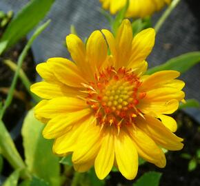 Kokarda osinatá 'Sunburst Orange' - Gaillardia aristata 'Sunburst Orange'