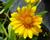 Kokarda osinatá 'Sunburst Orange'