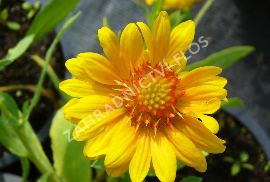 Kokarda osinatá 'Sunburst Orange' - Gaillardia aristata 'Sunburst Orange'