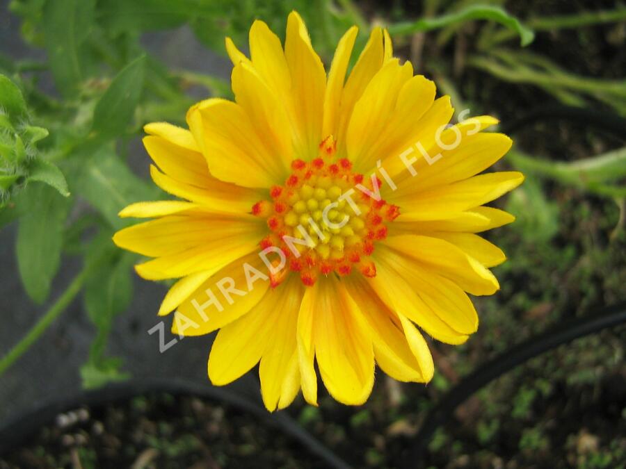 Kokarda osinatá 'Sunburst Orange' - Gaillardia aristata 'Sunburst Orange'