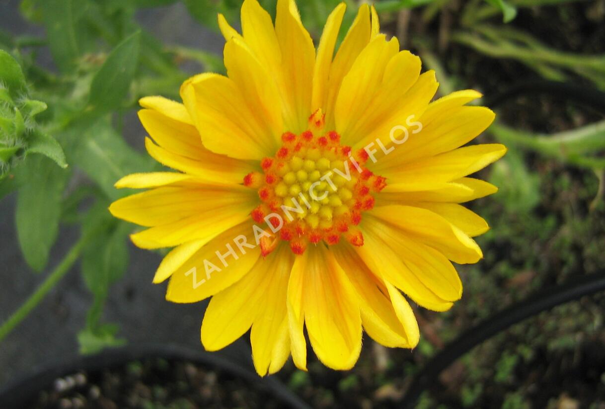 Kokarda osinatá 'Sunburst Orange' - Gaillardia aristata 'Sunburst Orange'