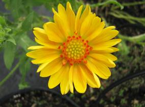 Kokarda osinatá 'Sunburst Orange' - Gaillardia aristata 'Sunburst Orange'