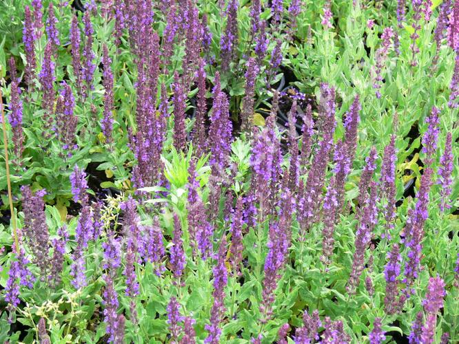 Šalvěj nádherná 'Merleau Blue' - Salvia superba 'Merleau Blue'