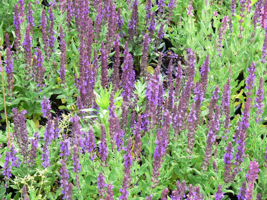Šalvěj nádherná 'Merleau Blue' - Salvia superba 'Merleau Blue'