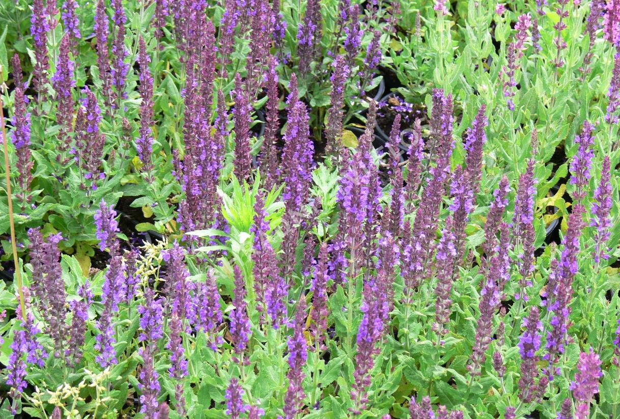 Šalvěj nádherná 'Merleau Blue' - Salvia superba 'Merleau Blue'