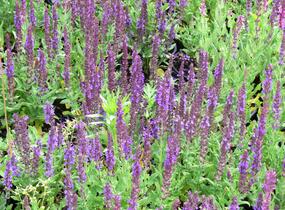 Šalvěj nádherná 'Merleau Blue' - Salvia superba 'Merleau Blue'