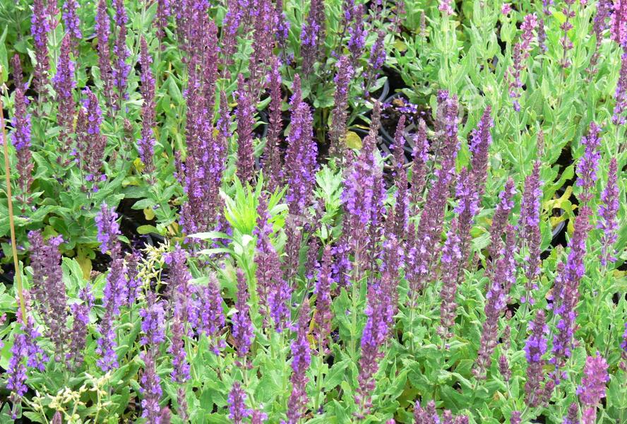 Šalvěj nádherná 'Merleau Blue' - Salvia superba 'Merleau Blue'
