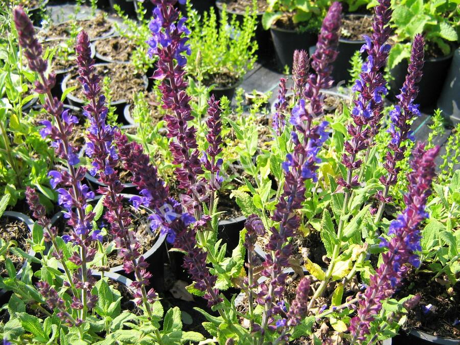Šalvěj nádherná 'Merleau Blue' - Salvia superba 'Merleau Blue'