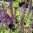 Šalvěj nádherná 'Merleau Blue' - Salvia superba 'Merleau Blue'