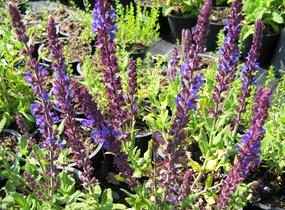 Šalvěj nádherná 'Merleau Blue' - Salvia superba 'Merleau Blue'