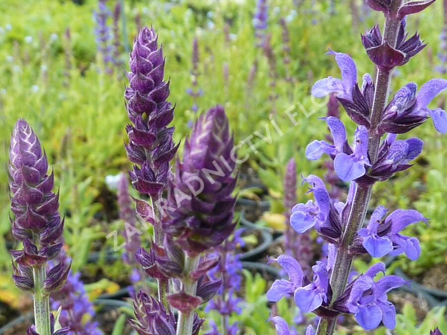 Šalvěj nádherná 'Merleau Blue' - Salvia superba 'Merleau Blue'