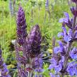 Šalvěj nádherná 'Merleau Blue' - Salvia superba 'Merleau Blue'