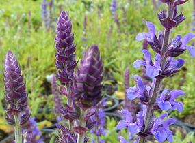 Šalvěj nádherná 'Merleau Blue' - Salvia superba 'Merleau Blue'