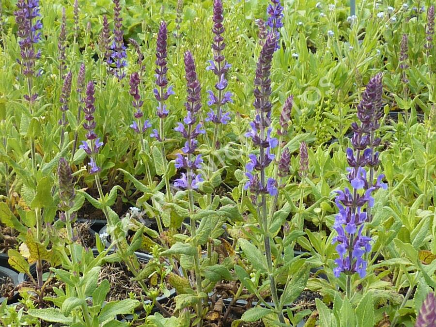 Šalvěj nádherná 'Merleau Blue' - Salvia superba 'Merleau Blue'