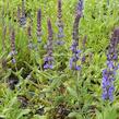 Šalvěj nádherná 'Merleau Blue' - Salvia superba 'Merleau Blue'