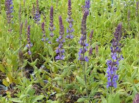 Šalvěj nádherná 'Merleau Blue' - Salvia superba 'Merleau Blue'