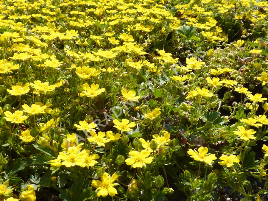 Mochna žlutá - Potentilla aurea