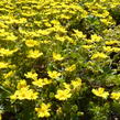 Mochna žlutá - Potentilla aurea