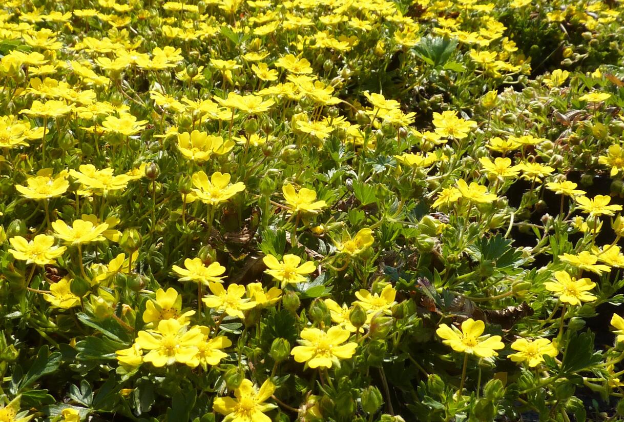 Mochna žlutá - Potentilla aurea