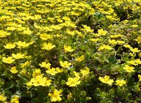 Mochna žlutá - Potentilla aurea