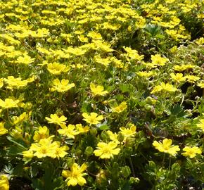 Mochna žlutá - Potentilla aurea