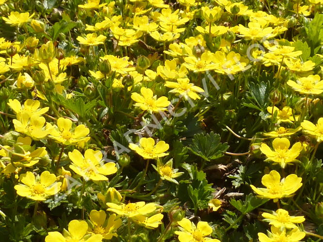 Mochna žlutá - Potentilla aurea