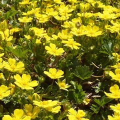 Mochna žlutá - Potentilla aurea