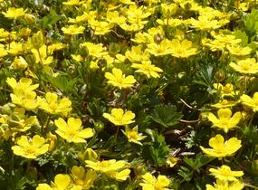 Mochna žlutá - Potentilla aurea