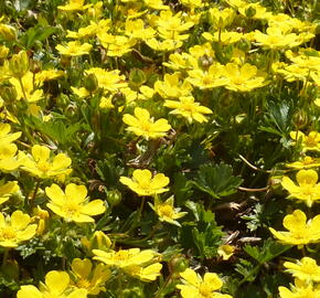 Mochna žlutá - Potentilla aurea