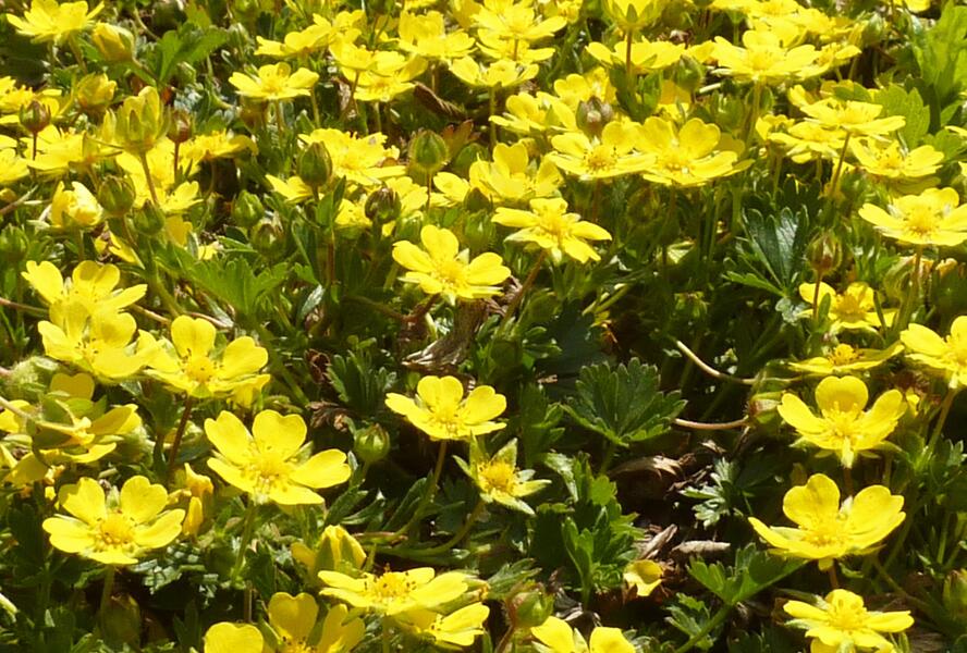 Mochna žlutá - Potentilla aurea
