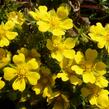 Mochna žlutá - Potentilla aurea