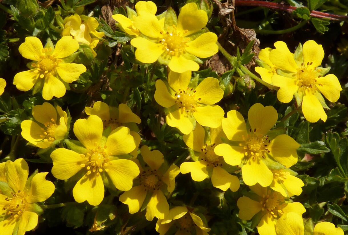 Mochna žlutá - Potentilla aurea
