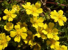 Mochna žlutá - Potentilla aurea