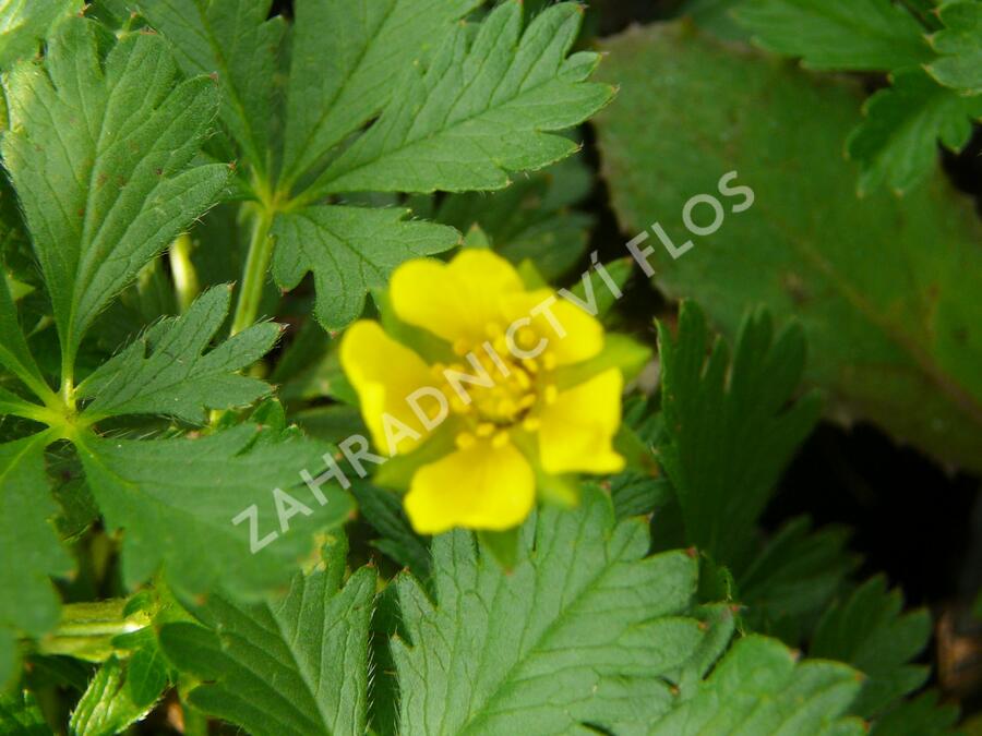 Mochna žlutá - Potentilla aurea
