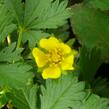 Mochna žlutá - Potentilla aurea