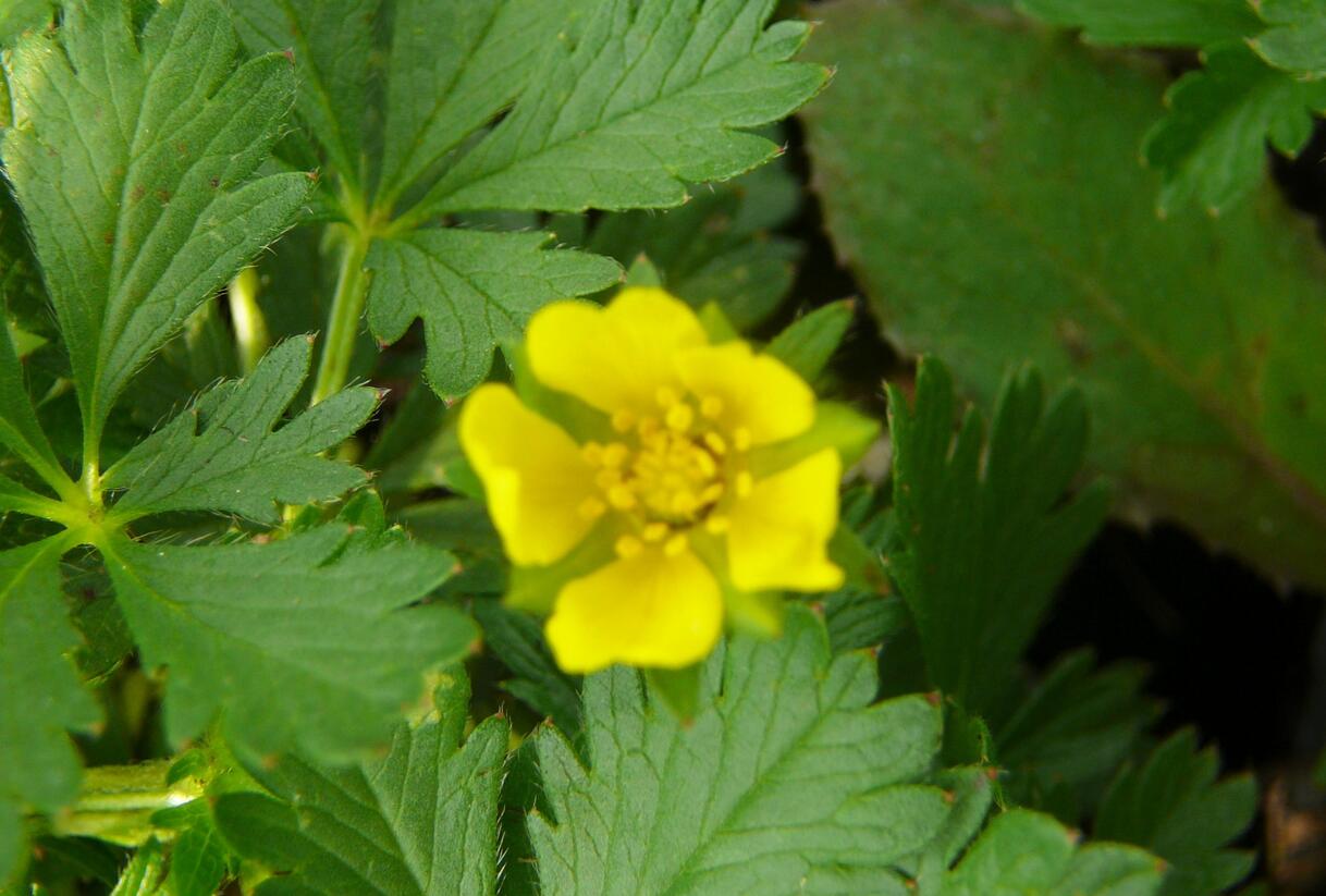Mochna žlutá - Potentilla aurea