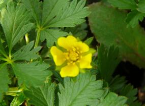 Mochna žlutá - Potentilla aurea