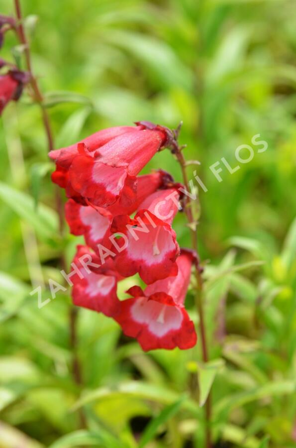 Dračík 'Arabesque Red' - Penstemon hartwegii 'Arabesque Red'