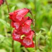 Dračík 'Arabesque Red' - Penstemon hartwegii 'Arabesque Red'