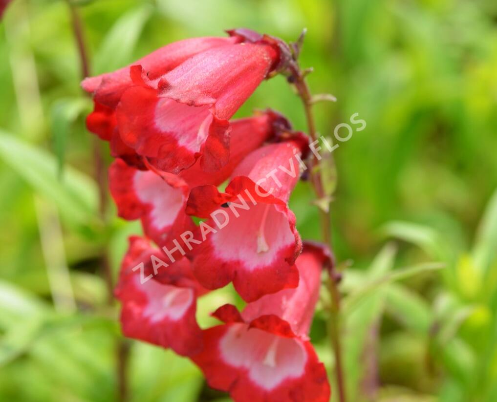 Dračík 'Arabesque Red' - Penstemon hartwegii 'Arabesque Red'