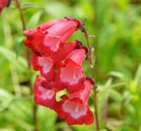 Dračík 'Arabesque Red' - Penstemon hartwegii 'Arabesque Red'