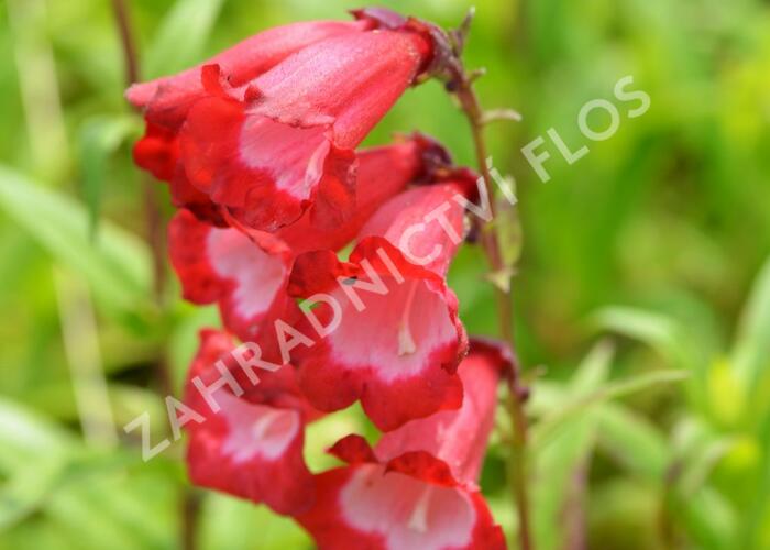 Dračík 'Arabesque Red' - Penstemon hartwegii 'Arabesque Red'