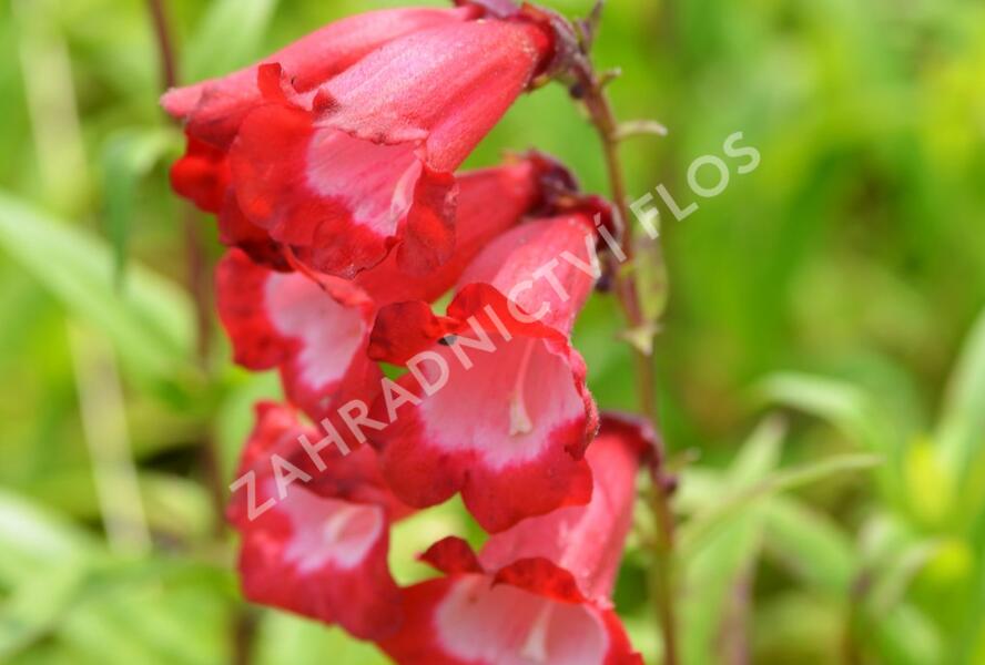 Dračík 'Arabesque Red' - Penstemon hartwegii 'Arabesque Red'