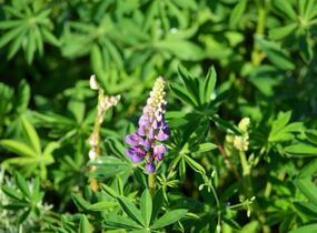 Lupina mnoholistá 'Camelot mix' - Lupinus polyphyllus 'Camelot mix'