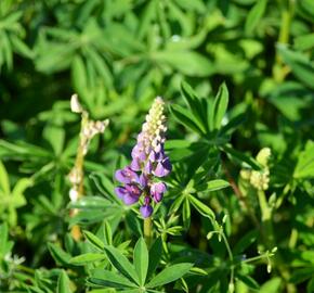 Lupina mnoholistá 'Camelot mix' - Lupinus polyphyllus 'Camelot mix'