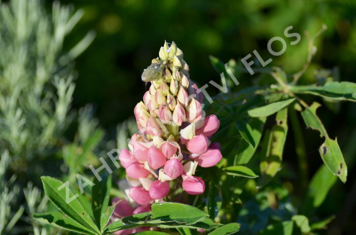 Lupina mnoholistá 'Camelot mix' - Lupinus polyphyllus 'Camelot mix'